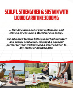 what do l carnitine supplements do What is the Best Form of L-Carnitine? – Organic Performance